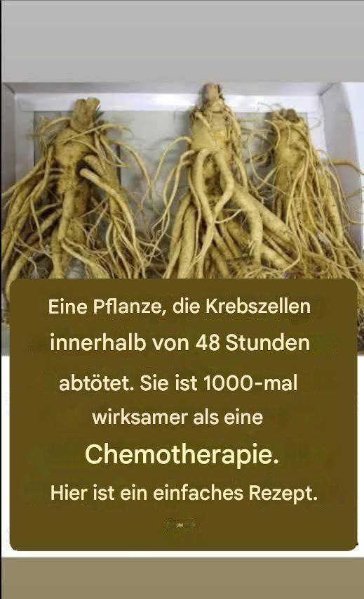 Diese Wurzel zerstört 98 % der Magen-, Darm-, Bauchspeicheldrüsen- und anderer Krebsarten.
