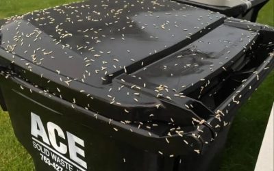 Wie Sie Maden davon abhalten, Ihren Mülleimer zu befallen