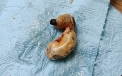 Ich habe das beim Putzen im Zimmer meines Sohnes gefunden. Als ich unter dem Bett saugen wollte, entdeckte ich es. Ich war einen Moment wie erstarrt, dann fasste ich mich und untersuchte es vorsichtig, um herauszufinden, was es ist – aber ich konnte es mir einfach nicht erklären. Weiß jemand, was das sein könnte? Die Antwort findet ihr im ersten Kommentar.