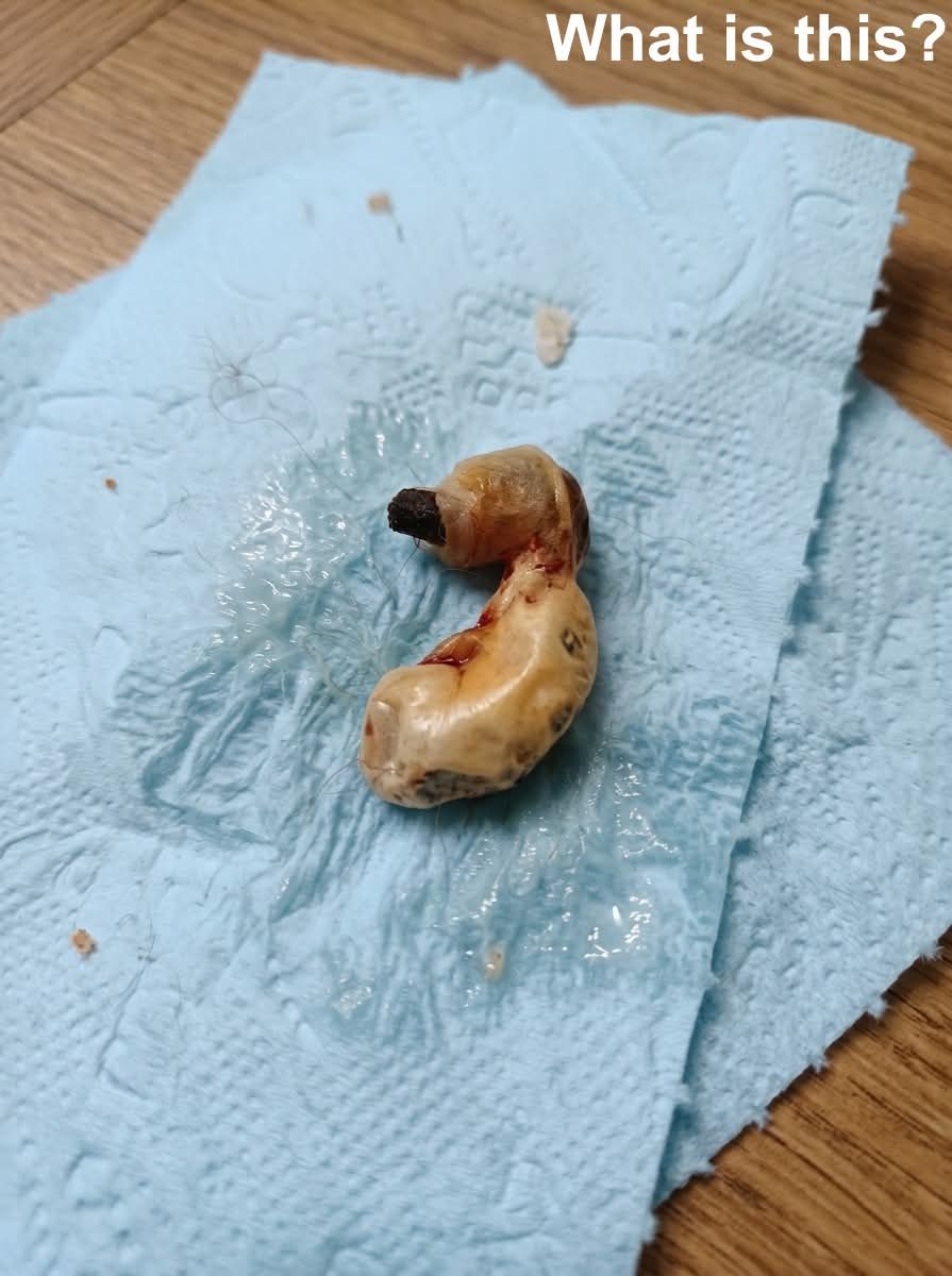 Ich habe das beim Putzen im Zimmer meines Sohnes gefunden. Als ich unter dem Bett saugen wollte, entdeckte ich es. Ich war einen Moment wie erstarrt, dann fasste ich mich und untersuchte es vorsichtig, um herauszufinden, was es ist – aber ich konnte es mir einfach nicht erklären. Weiß jemand, was das sein könnte? Die Antwort findet ihr im ersten Kommentar.