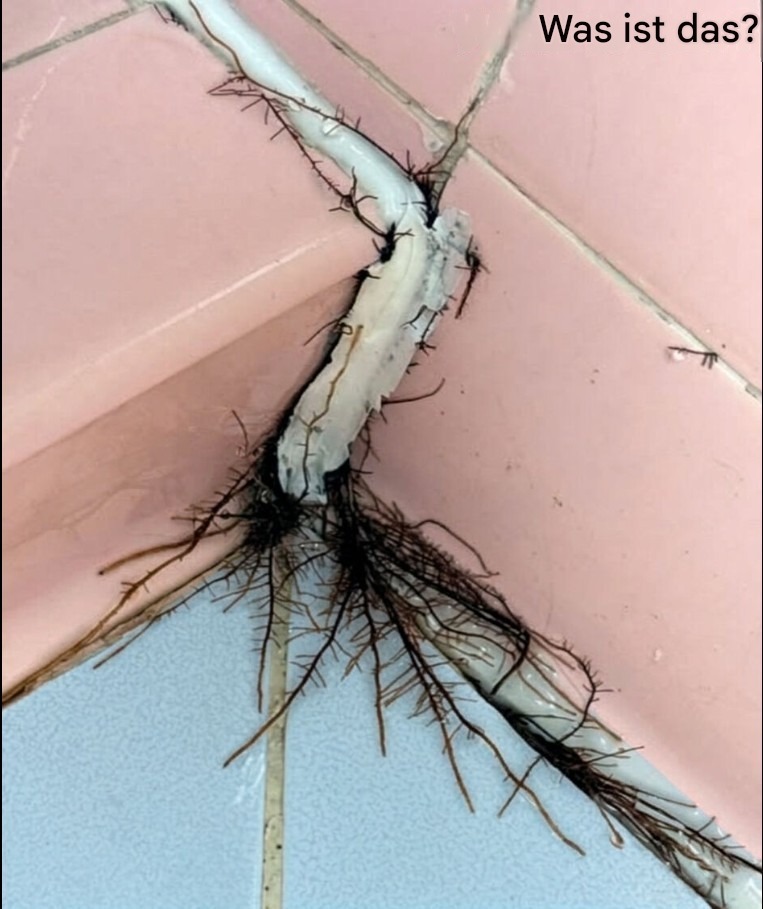 Diese ungewöhnliche Entdeckung im Badezimmer ließ uns genauer hinschauen