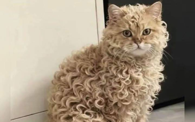 Diese Katze wartet noch auf ihren Namen… vielleicht ist deiner dabei? : „Klicke jetzt und schlage einen Namen vor… vielleicht wird deiner ausgewählt!“