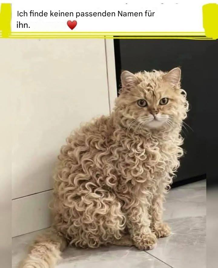 Diese Katze wartet noch auf ihren Namen… vielleicht ist deiner dabei? : „Klicke jetzt und schlage einen Namen vor… vielleicht wird deiner ausgewählt!“