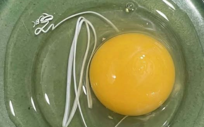 Heute Morgen bin ich aufgewacht und hatte Lust auf Spiegeleier. Als ich ein Ei auf einen Teller schlug, klebte da so ein weißes, bandartiges Ding dran. Mir ist sofort der Appetit vergangen. Ich sitze jetzt schon eine halbe Stunde in der Küche, starre es an und versuche herauszufinden, was das ist. Weiß es jemand? Die Antwort findet ihr im ersten Kommentar