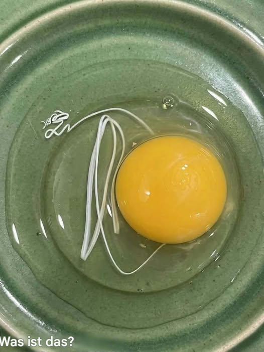 Heute Morgen bin ich aufgewacht und hatte Lust auf Spiegeleier. Als ich ein Ei auf einen Teller schlug, klebte da so ein weißes, bandartiges Ding dran. Mir ist sofort der Appetit vergangen. Ich sitze jetzt schon eine halbe Stunde in der Küche, starre es an und versuche herauszufinden, was das ist. Weiß es jemand? Die Antwort findet ihr im ersten Kommentar