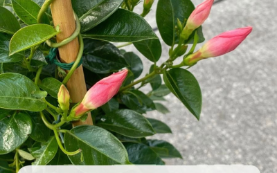 Haben Sie eine Mandevilla? 10 wichtige Aufgaben, die Sie diesen Juni erledigen müssen, damit sie gut klettert und voller Blüten ist.