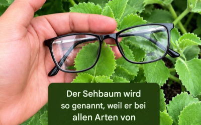 Es heißt „Sehbaum“, weil es bei allen Sehstörungen hilft. Enthüllen Sie es im Austausch für ein einfaches Dankeschön.