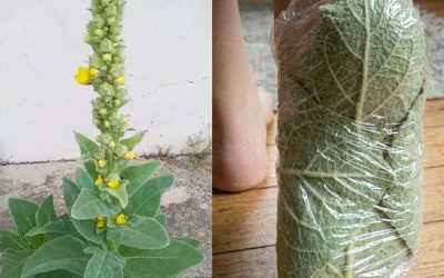 Warum Sie Königskerzenblätter auf Ihre Fußsohlen legen sollten