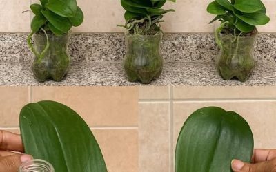Die Orchidee des Nachbarn – eine Geschichte der Fürsorge