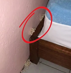Abends, nach einem langen Arbeitstag, kam ich müde nach Hause und hoffte, endlich etwas Schlaf und Ruhe zu finden. Neben meinem Bett bemerkte ich plötzlich etwas. Ehrlich gesagt, erschrak ich sehr. Nachdem der Schrecken nachgelassen hatte, untersuchte ich es genauer und versuchte herauszufinden, was es war, aber ich habe es immer noch nicht herausgefunden. Weiß jemand, was das ist? Die Antwort findet ihr im ersten Kommentar