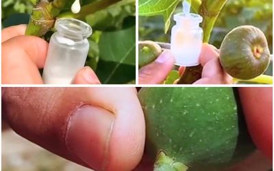 Die erstaunlichen gesundheitlichen Vorteile von Feigensaft: Ein Geschenk der Natur für Ihr Wohlbefinden