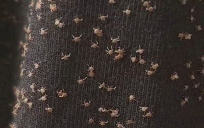 Die waren heute beim Spazierengehen überall an meinem Hosenbein – ich habe keine Ahnung, wie die da hingekommen sind. WaDie waren heute beim Spazierengehen überall an meinem Hosenbein – ich habe keine Ahnung, wie die da hingekommen sind. Was sind das für Dinger?s sind das für Dinger?