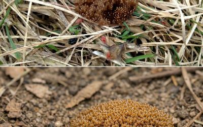Wenn Sie diese winzigen Eier in Ihrem Garten sehen, berühren Sie sie nicht: Ein vollständiger Leitfaden zur Identifizierung und zum Umgang mit Zeckeneiern