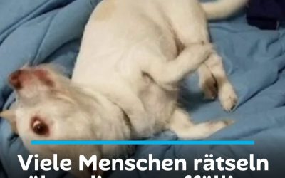 Viele Menschen rätseln über dieses auffällige Foto: Erkennst du, welches Tier das ist?
