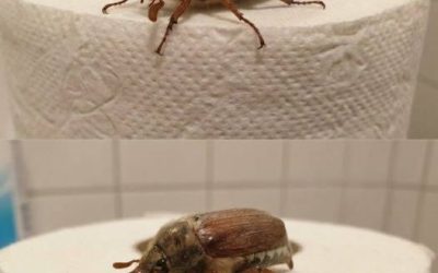 Was ist das für ein Käfer? (Und was ist zu tun, wenn man einen sieht?)v