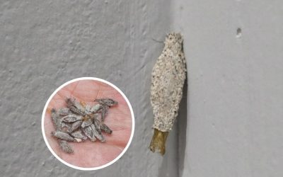 Wenn Sie diese Insekten an den Wänden Ihres Hauses haben…