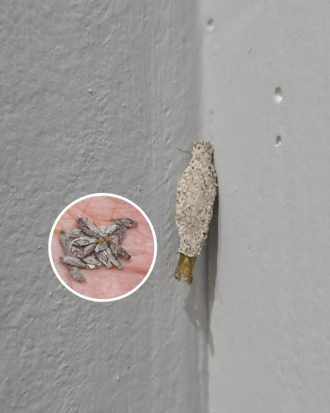 Wenn Sie diese Insekten an den Wänden Ihres Hauses haben…