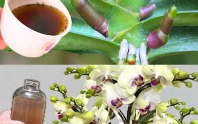 Eine sehr blattreiche Orchidee; wenn Sie sie damit gießen, wird sie zehnmal schöner sein.