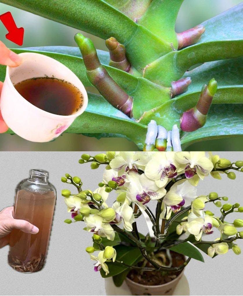Eine sehr blattreiche Orchidee; wenn Sie sie damit gießen, wird sie zehnmal schöner sein.
