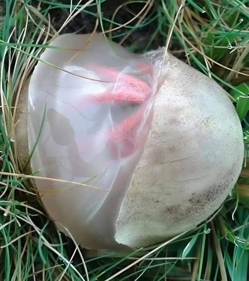 Heute Morgen ging ich in den Garten – nur um die Blumen zu gießen und nachzusehen