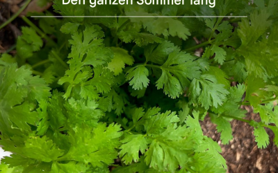 Wie Sie Ihre Korianderpflanze den ganzen Sommer über prächtig gedeihen lassen – laut einem Gartenexperten