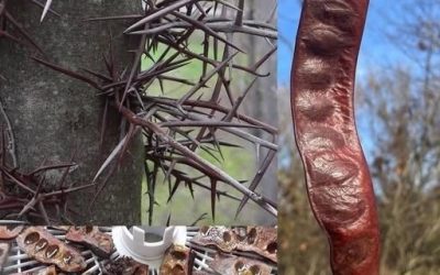 Warum der Johannisbrotbaum auf Interesse stößt und wie er traditionell verwendet wird.
