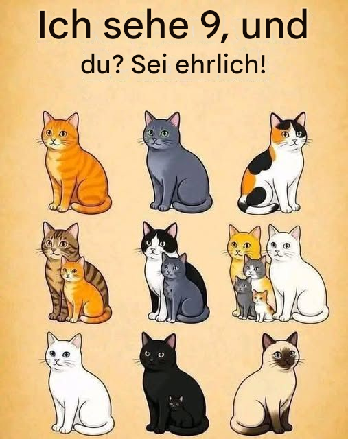 Virales Katzenrätsel sorgt im Internet für Kopfzerbrechen: Wie viele Katzen sehen Sie?