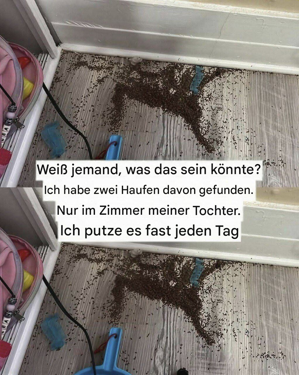 Weiß jemand, was das sein könnte? Ich habe zwei Haufen davon im Zimmer meiner Tochter gefunden.