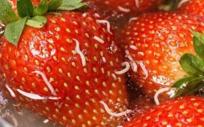 Ich habe meine Erdbeeren in Salzwasser eingelegt und diese weißen Dinger sind herausgekrochen?