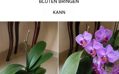 4 narrensichere Tricks, damit Orchideen das ganze Jahr über blühen