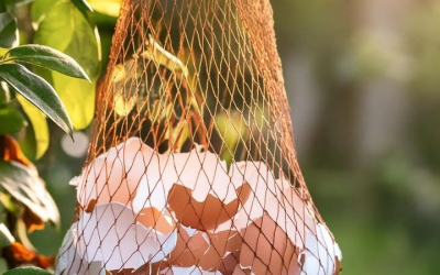 Gartenrezept: Warum Sie ein Eierschalennetz in Ihrem Garten aufhängen sollten. Lesen Sie den ersten Kommentar.