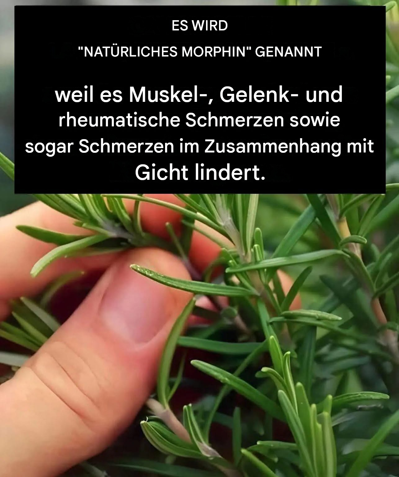 Ein wohltuender Aufguss…