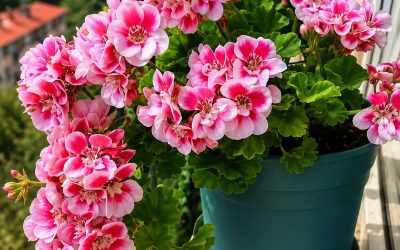 Wie man Geranien im Frühling düngt