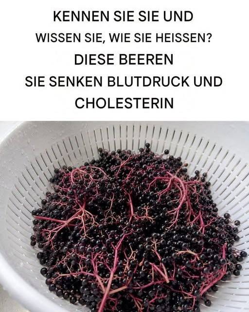 Alle Vorteile und Eigenschaften von Holunderbeeren