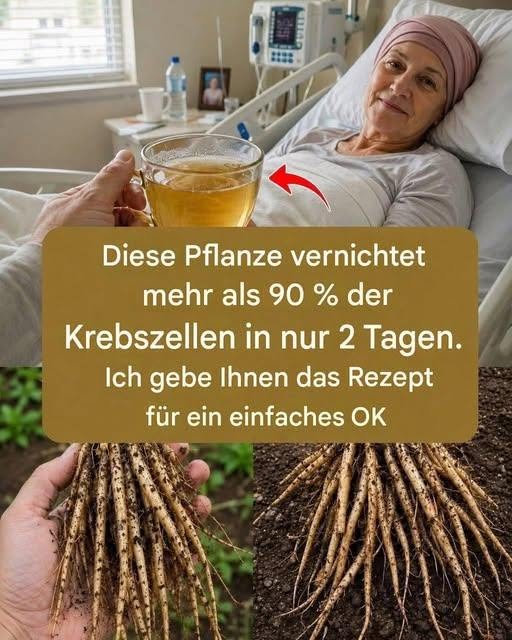 Diese Pflanze zerstört Krebszellen! Sie ist 100-mal wirksamer als eine Chemotherapie.