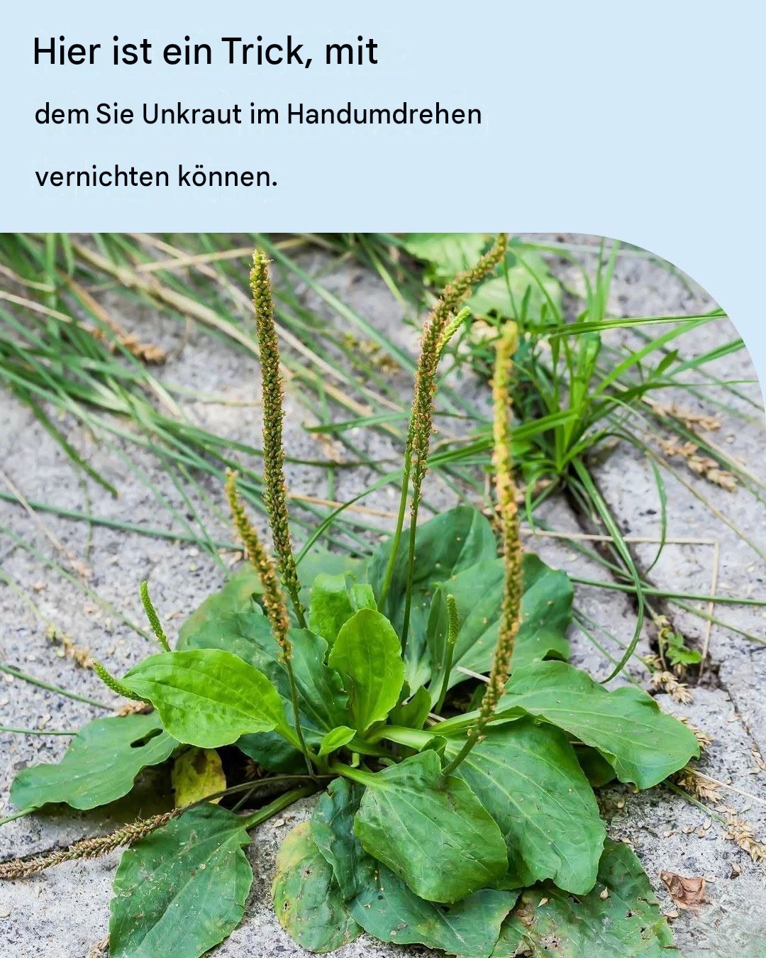 Wie man Unkraut mit Essig richtig bekämpft