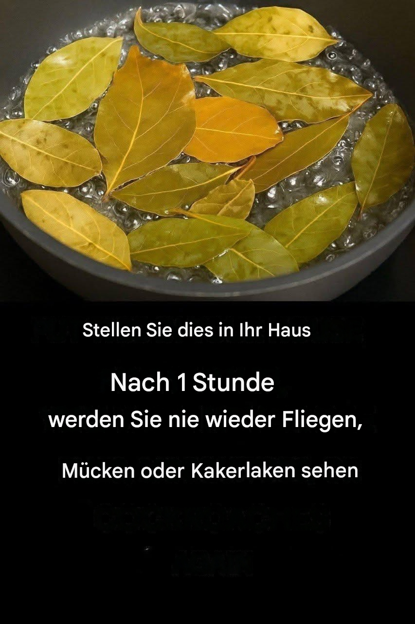 Fliegen, Mücken und Kakerlaken mit diesen einfachen, natürlichen Mitteln vertreiben