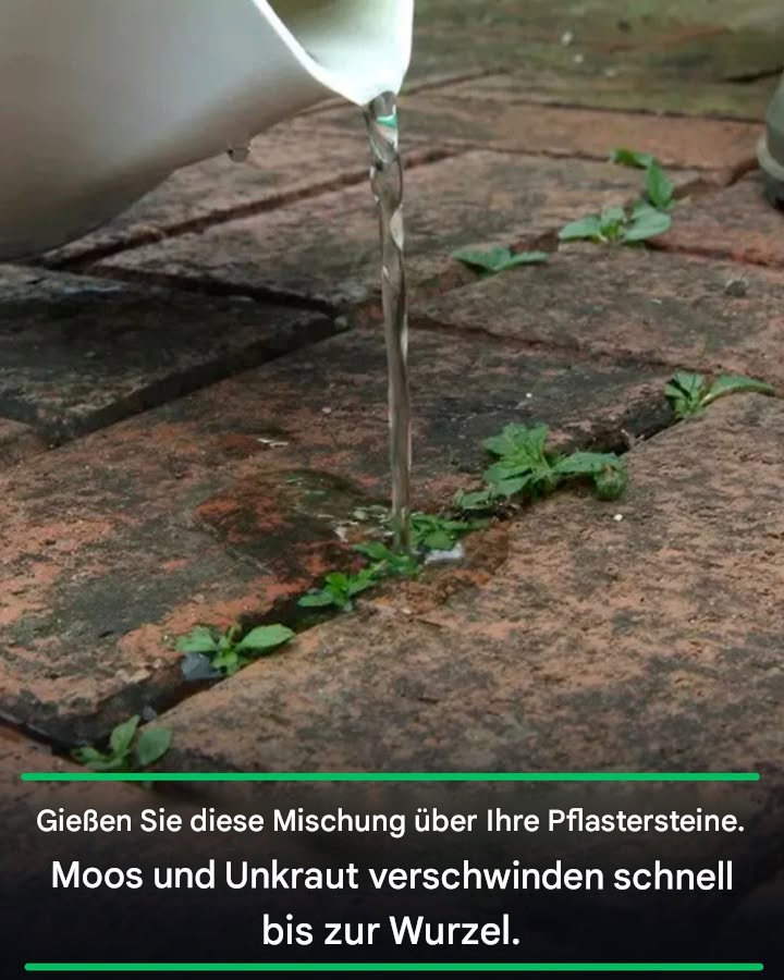 Gießen Sie diese Mischung über Ihre Pflastersteine. Moos und Unkraut verschwinden schnell bis zur Wurzel.