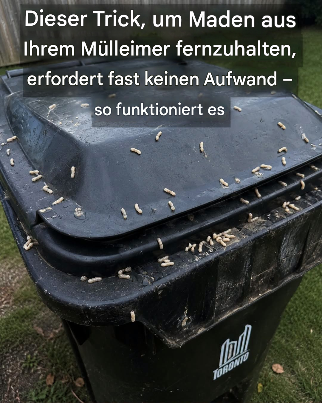 Wie Sie Maden davon abhalten, Ihren Mülleimer zu befallen