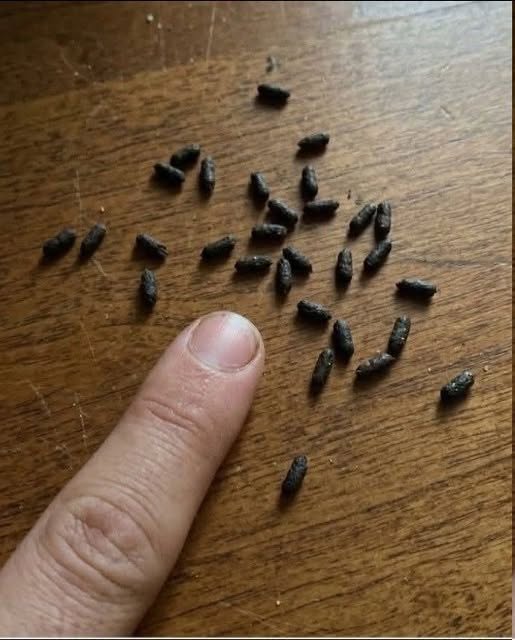 Das Rätsel der „schwarzen Flecken“: Was sind diese winzigen, schwammartigen Objekte in meinem Haus?