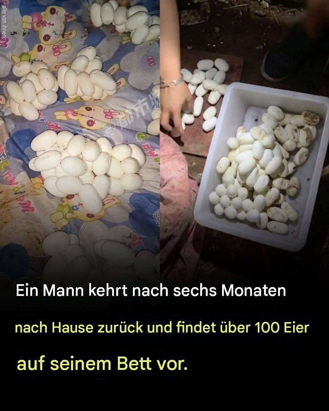 Er verließ sein Zuhause für sechs Monate. Dann fand er über 100 Eier auf seinem Bett. Was sie gelegt hatte, war noch schockierende