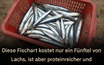 Dieser preiswerte Fisch ist viel günstiger als Lachs und überraschend proteinreich.