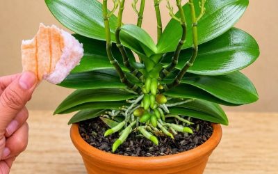 Legt man ein Stück davon unter eine Orchidee, sprießen 100 neue Triebe und die Pflanze blüht das ganze Jahr über!
