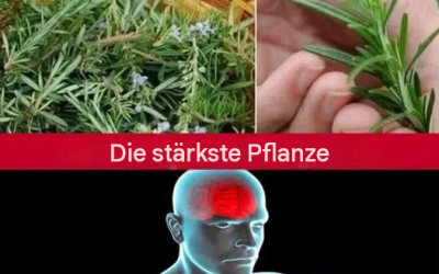 Ein wirkungsvolles Kraut, hervorragend geeignet für Gehirn, Herz, Blutgefäße, Haut, Haare und körperliche Fitness. Es lindert außerdem Stress.