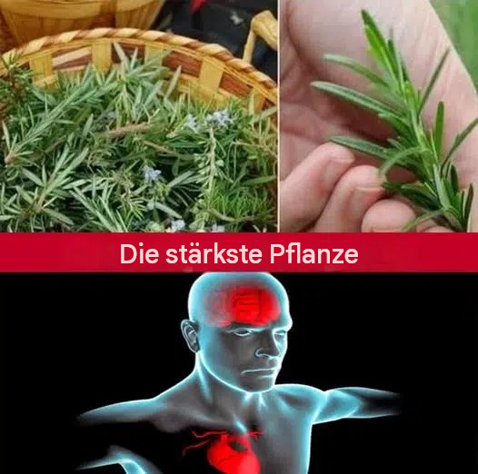 Ein wirkungsvolles Kraut, hervorragend geeignet für Gehirn, Herz, Blutgefäße, Haut, Haare und körperliche Fitness. Es lindert außerdem Stress.